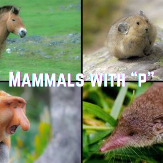 mammals with p