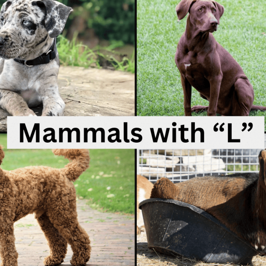 27 Mammals that Start with the Letter "L"