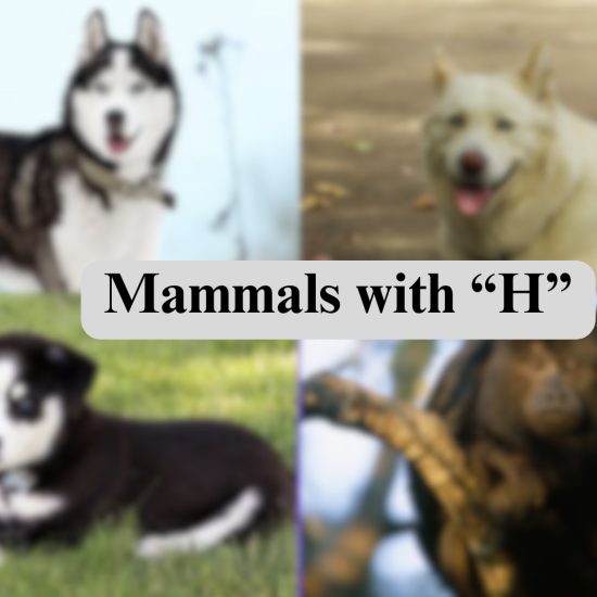 33 Mammals Starting with The Letter "H"