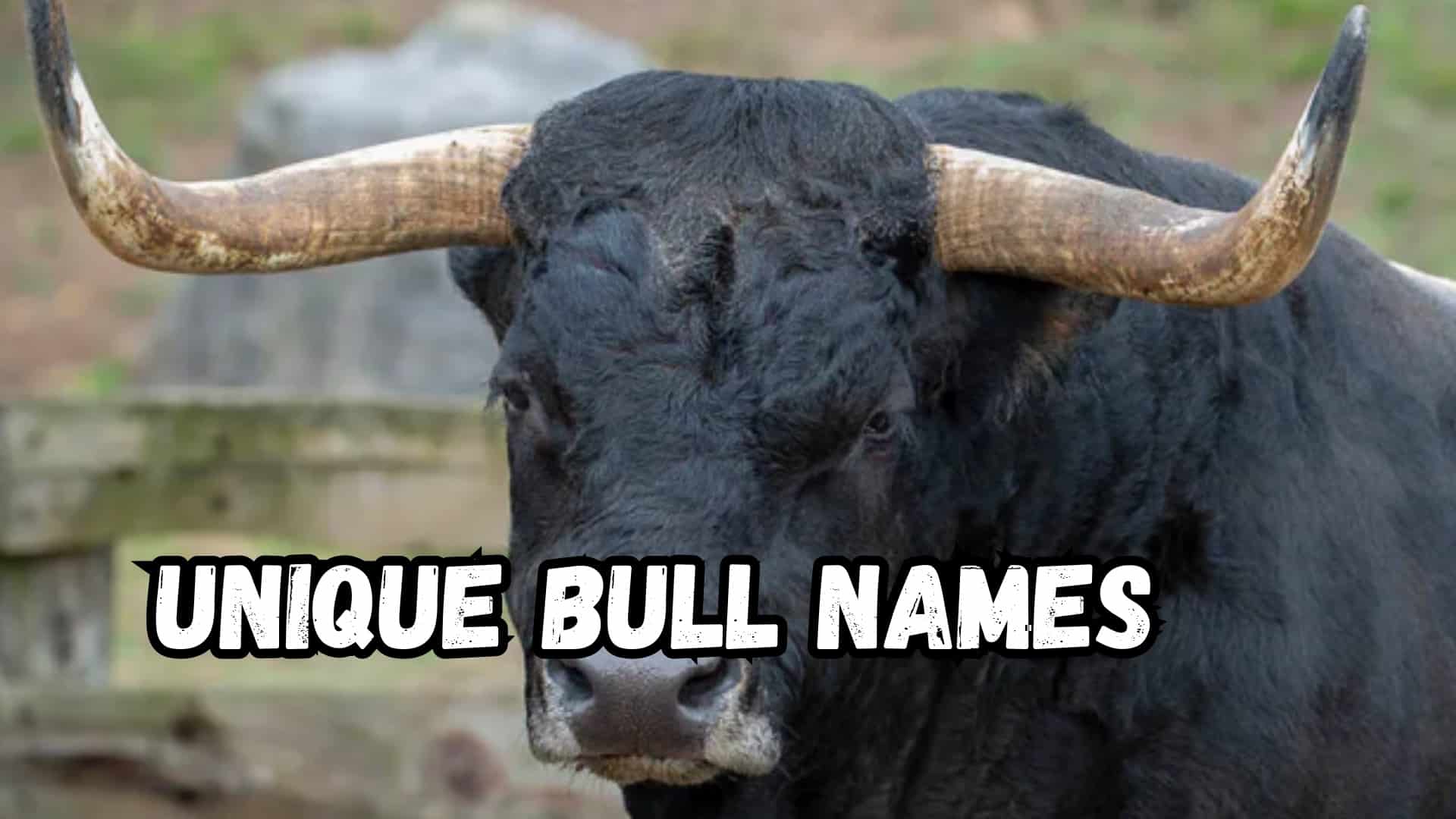 555 Bull Names that Are Bold, Powerful and Unique