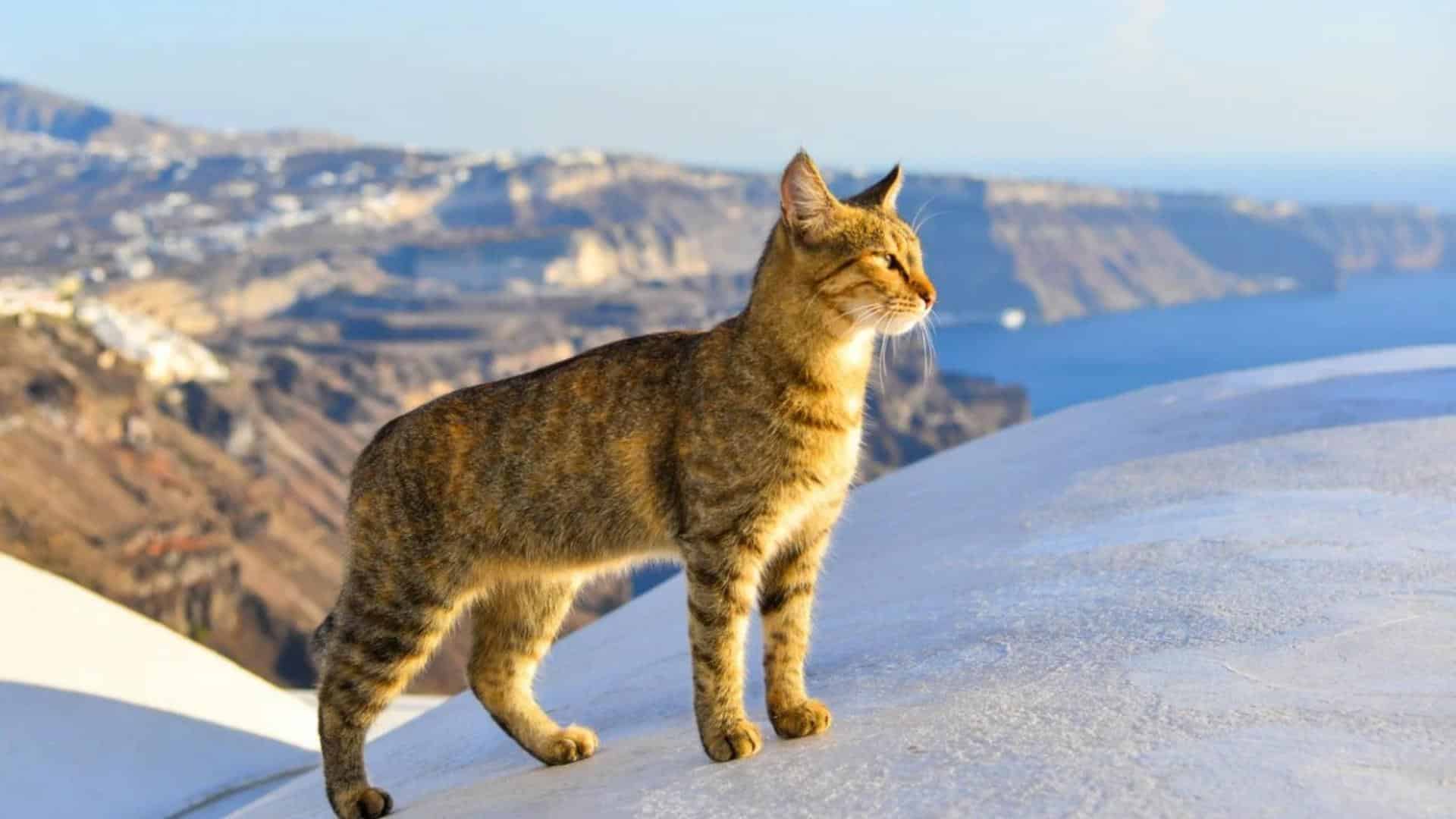 Aegean_Cat