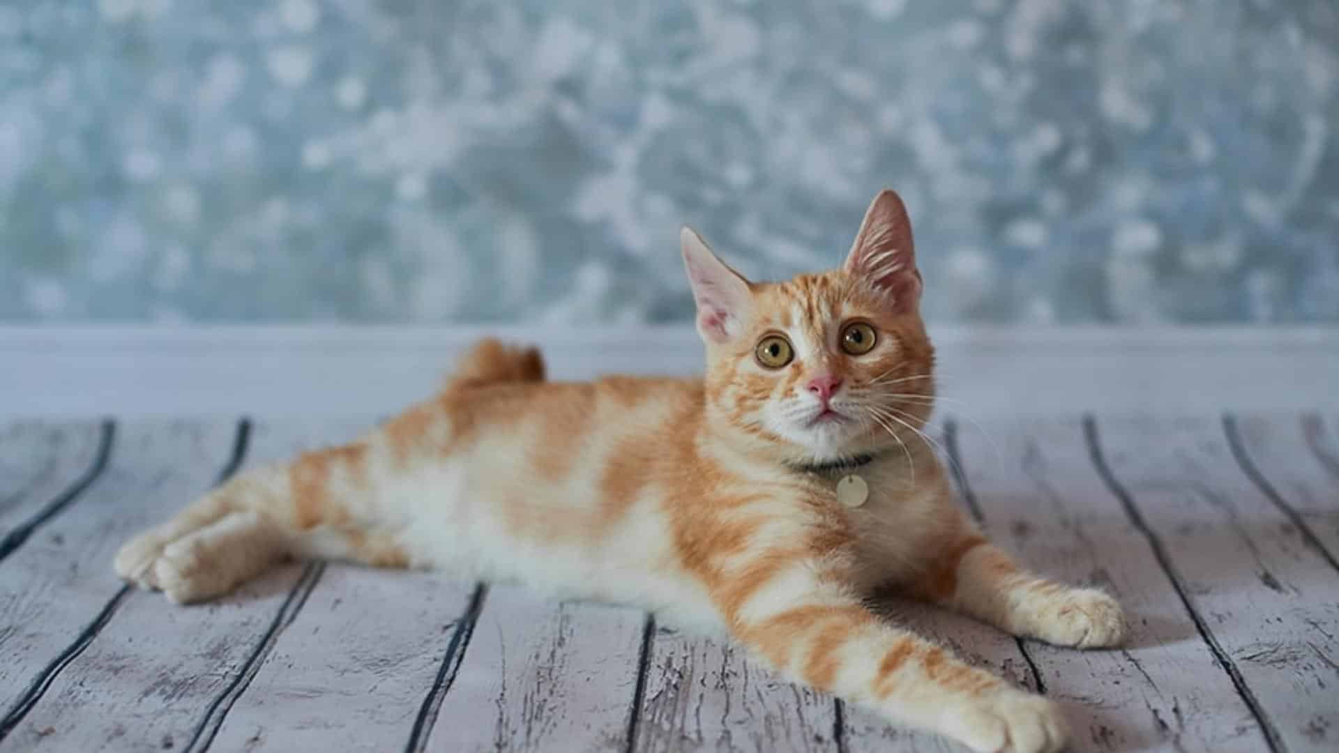 American_Bobtail