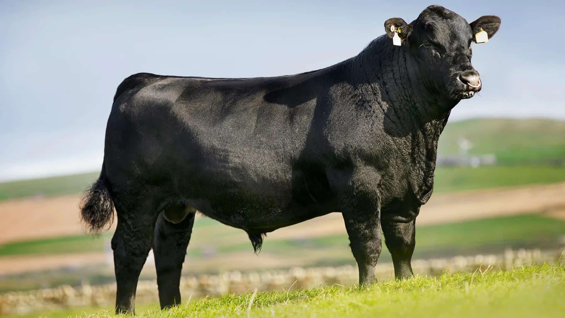 Best_Bull_Names_for_Farm_Ranch_or_Pets