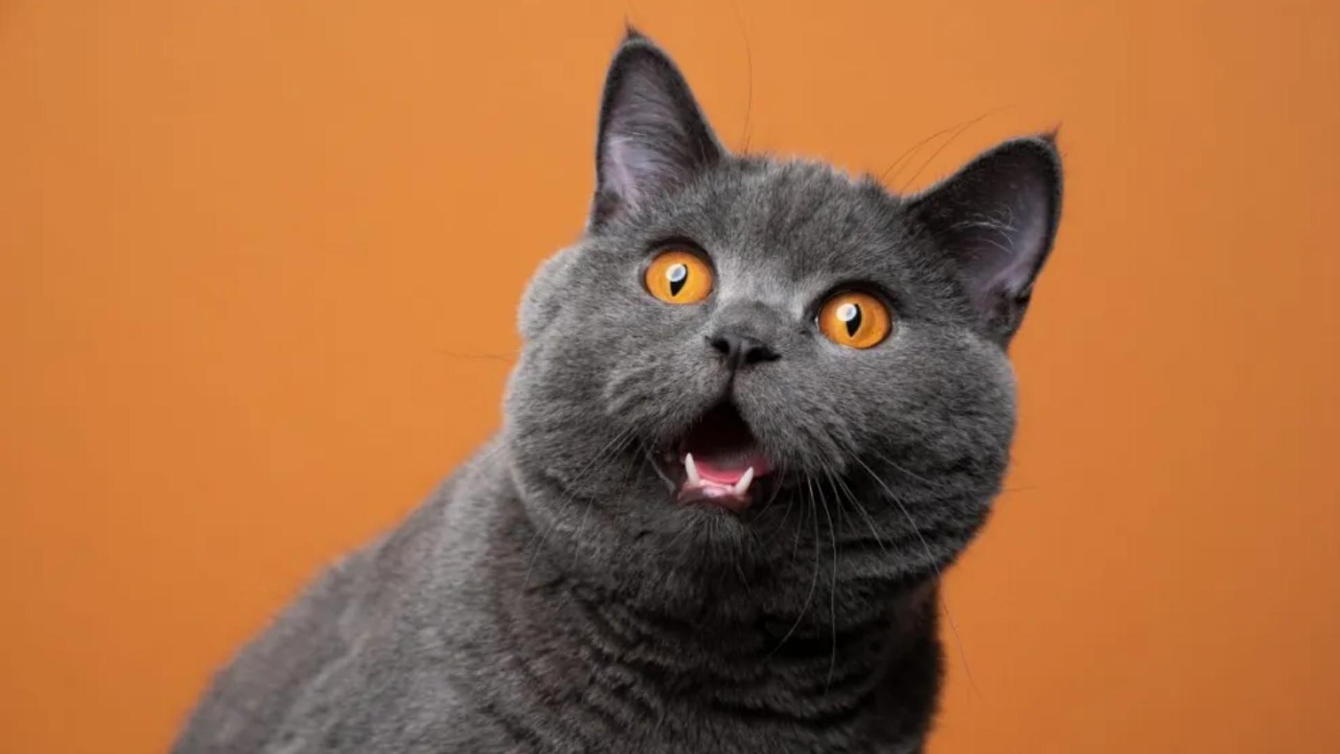 British_Shorthair