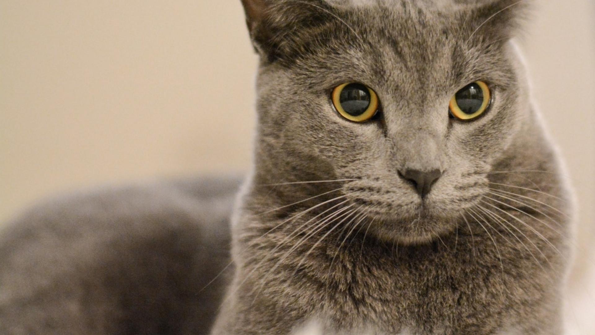 Chartreux