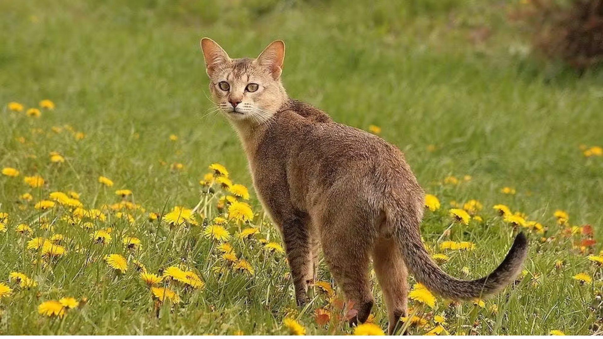 Chausie