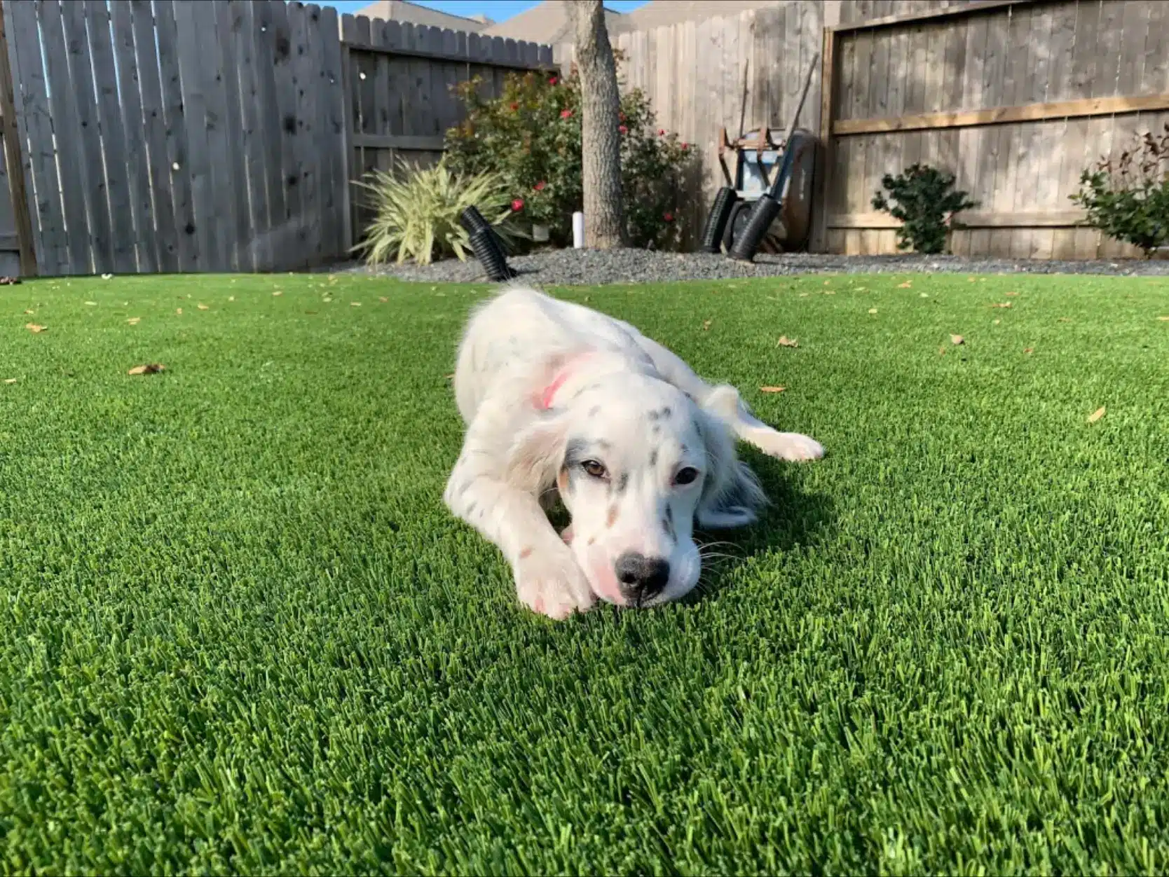 Install Pet-Friendly Synthetic Turf