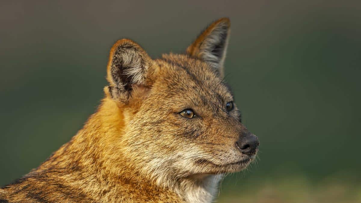 Jackal