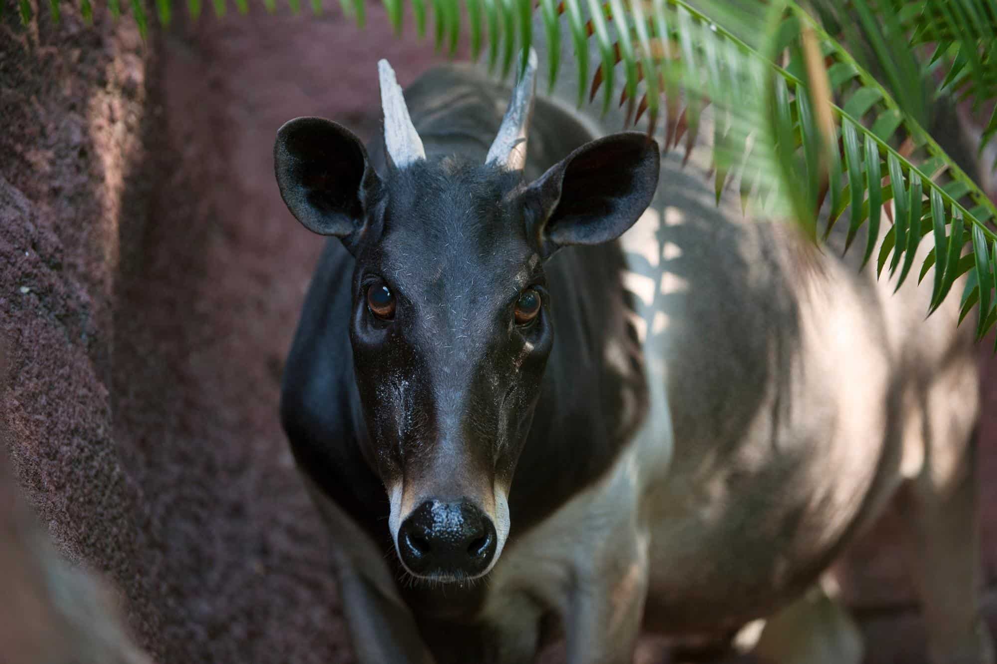 Jentinks_Duiker