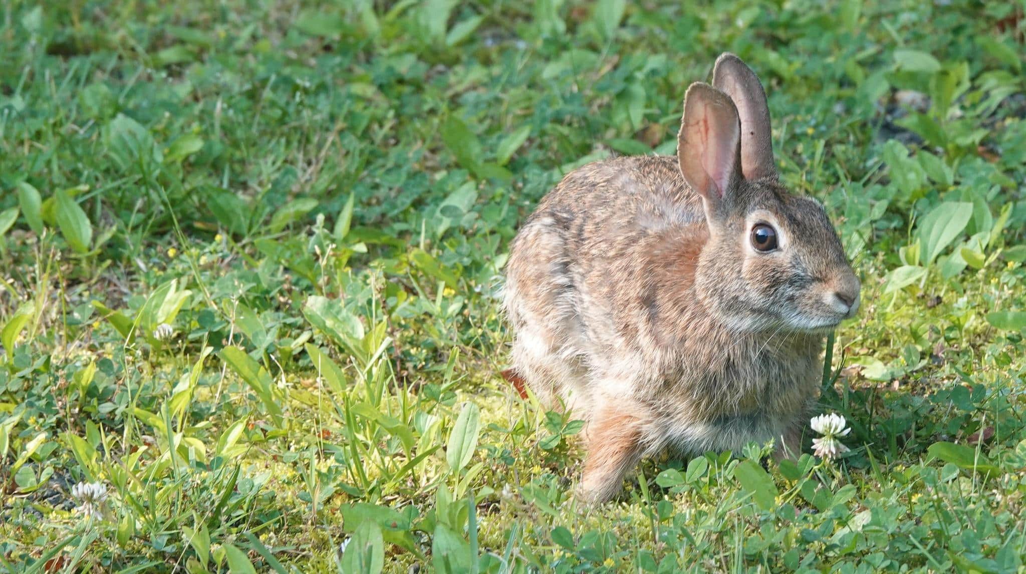 Johnsons_Cottontail
