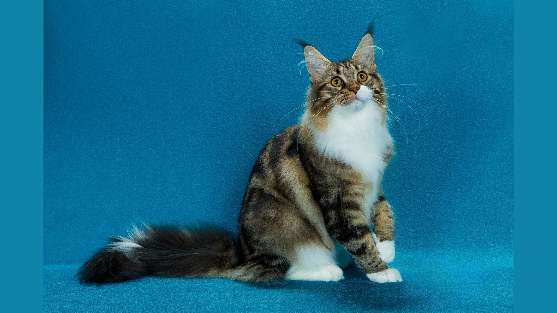 Maine_Coon