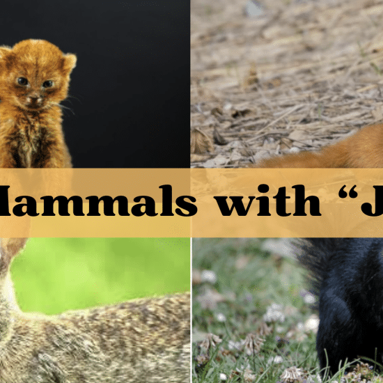 Mammal Starting with The Letter "J"
