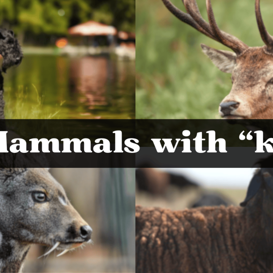Mammal Starting with The Letter "K"