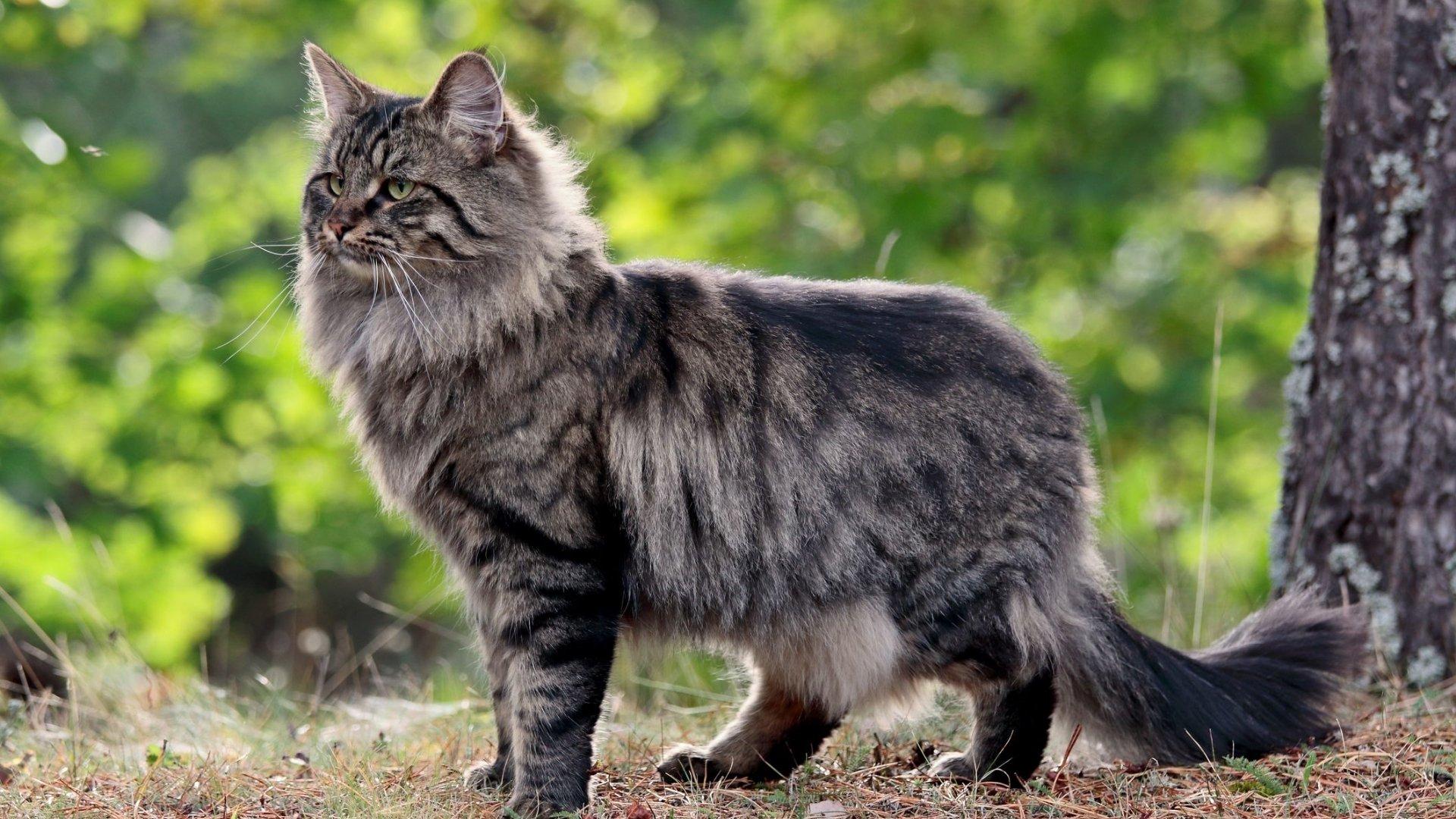Norwegian_Forest_Cat