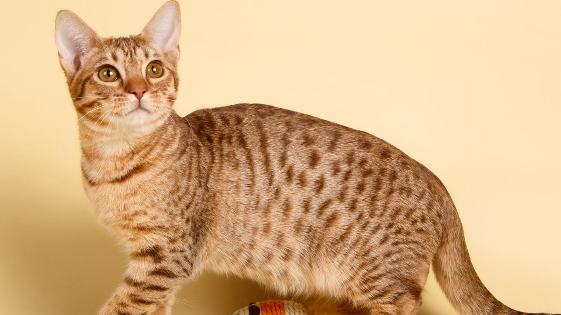 Ocicat
