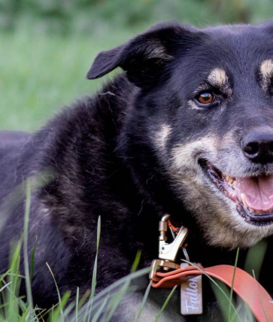 Peppermint Oil and Dogs: Safe Use and How to Keep Your Pet Safe