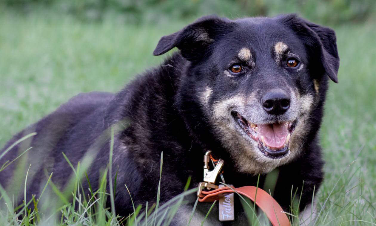 Peppermint Oil and Dogs: Safe Use and How to Keep Your Pet Safe