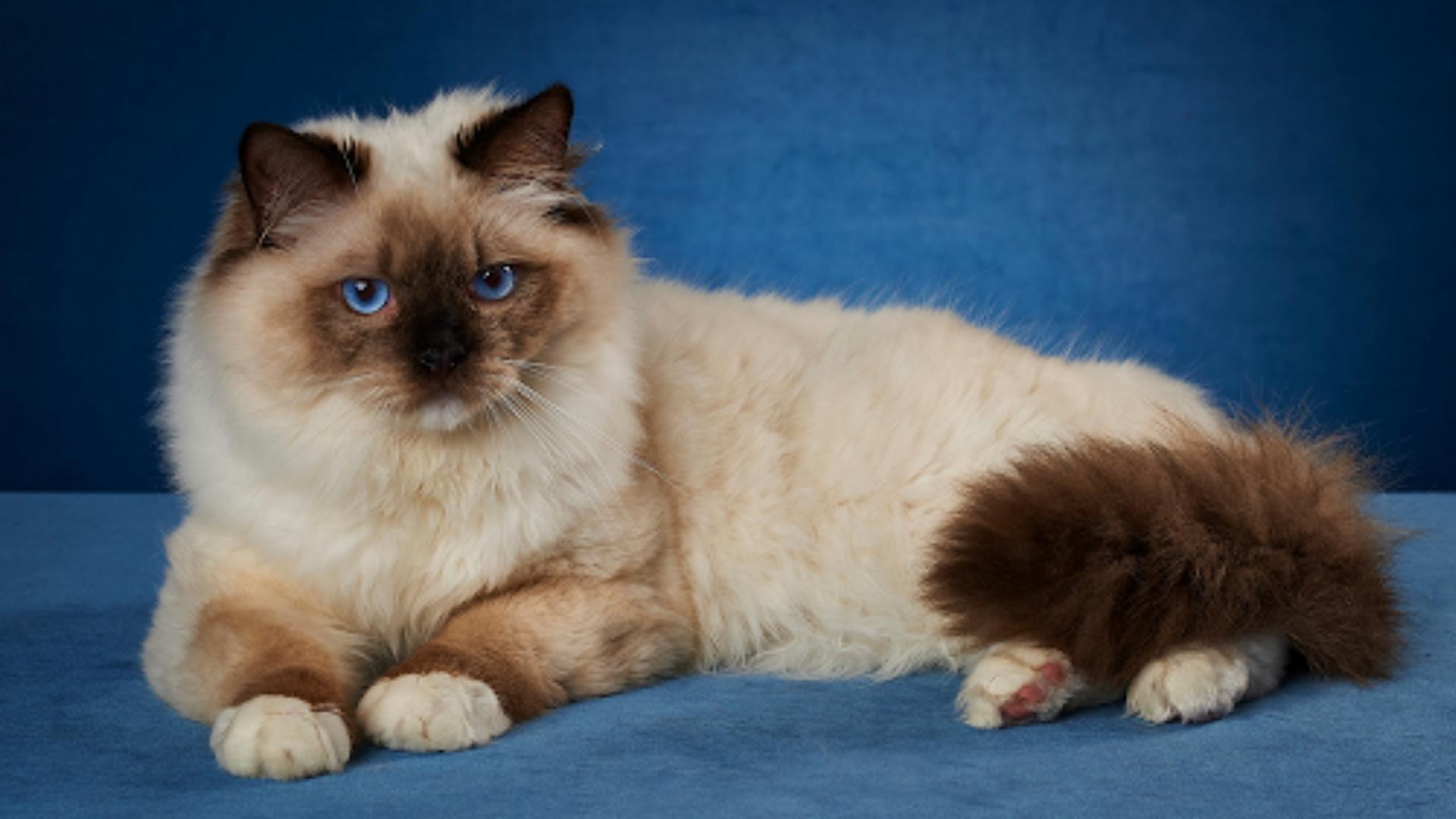 Ragdoll