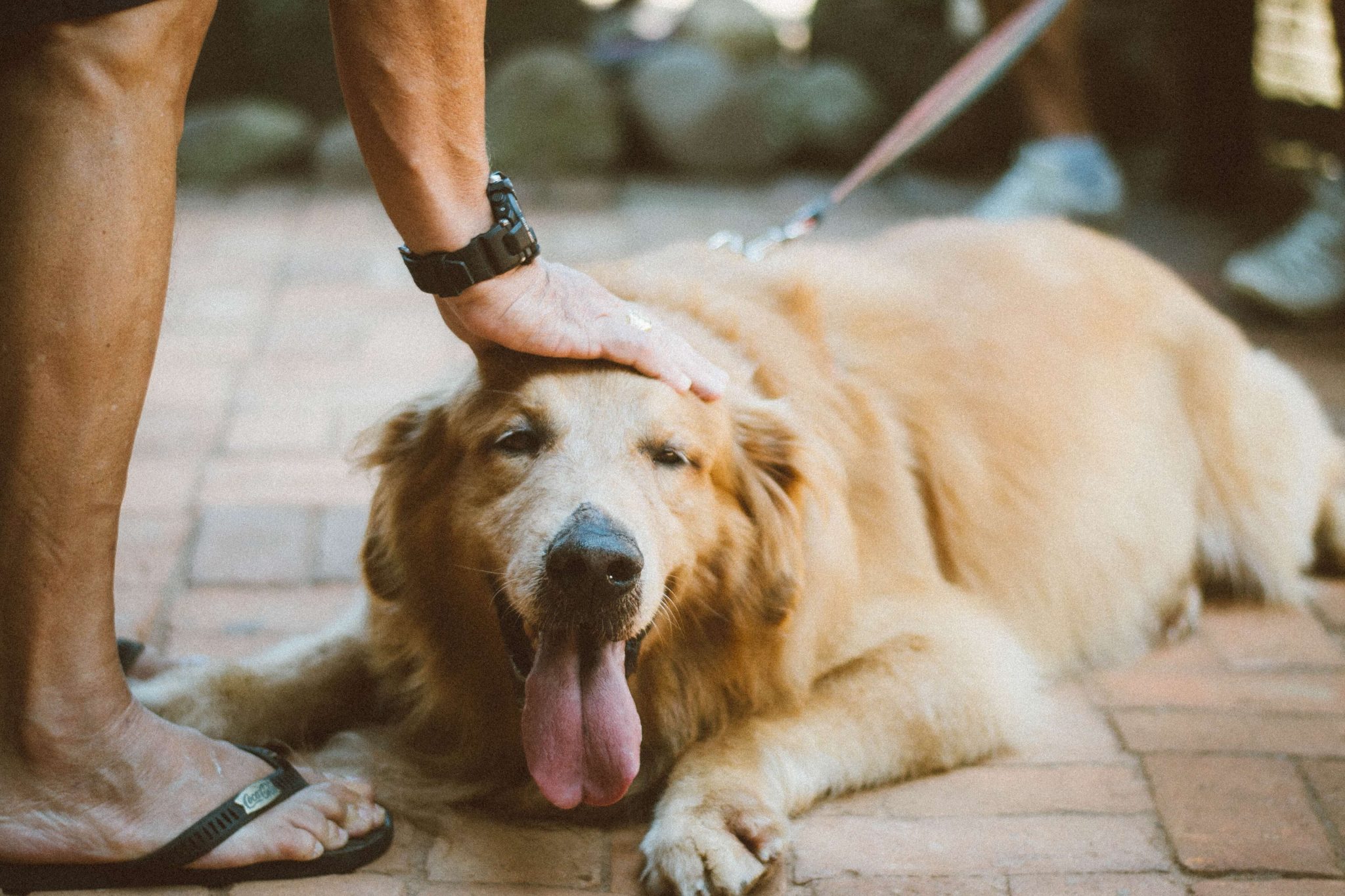 Safe Use of Peppermint for Dogs