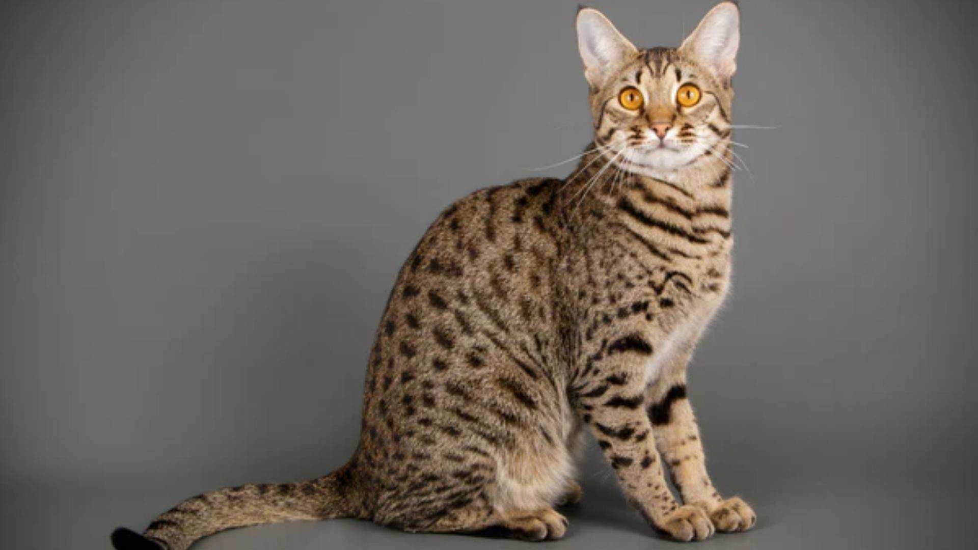 Savannah_Cat