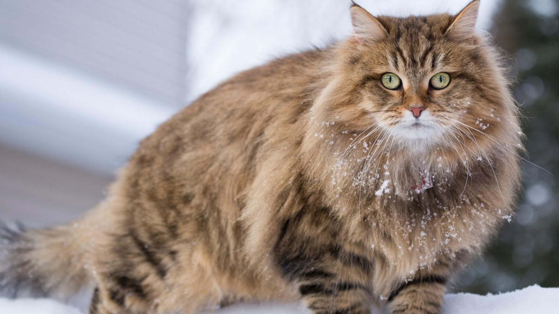 Siberian