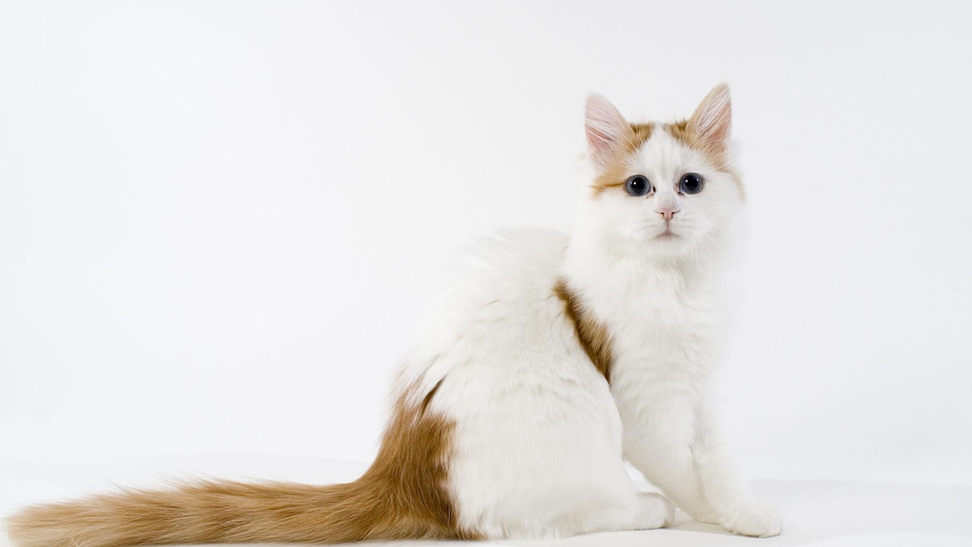 Turkish_Van