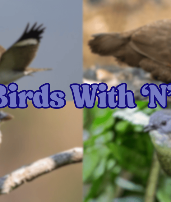 birds with n