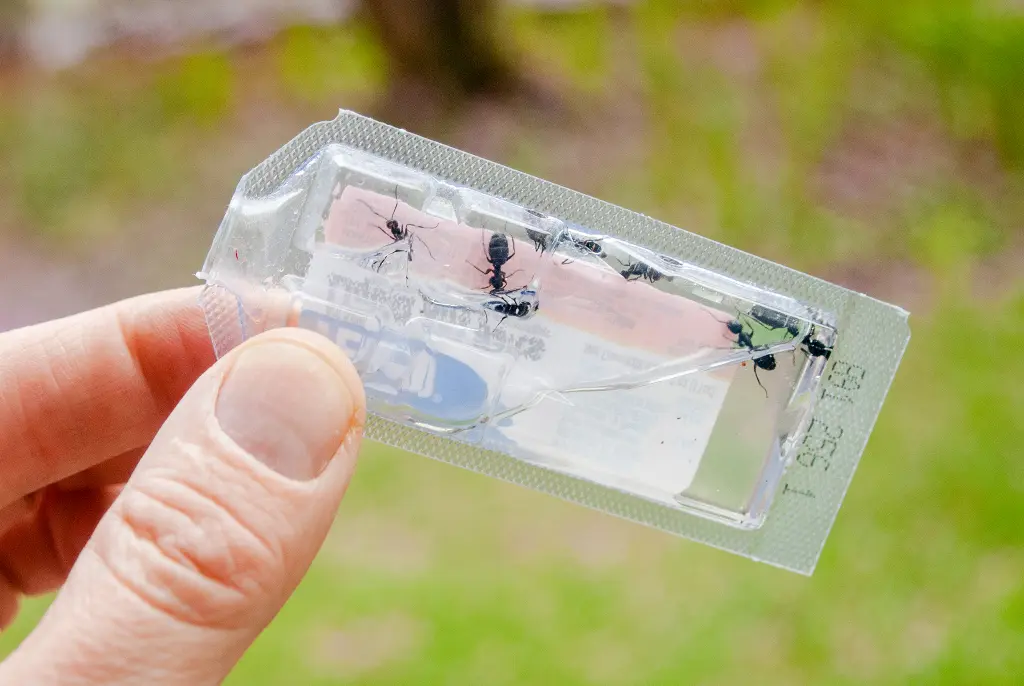Ant Baits