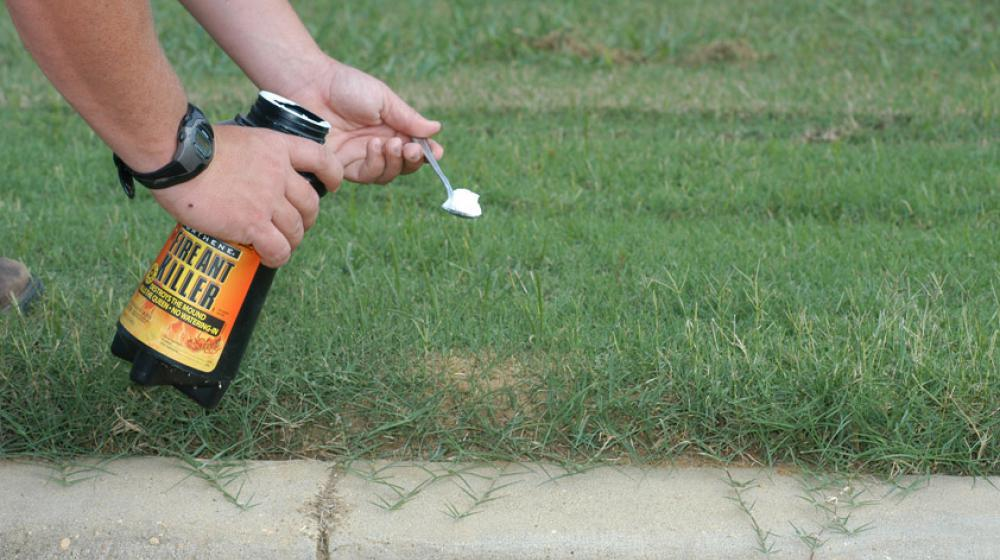 Best Ways to Use Ant Killers
