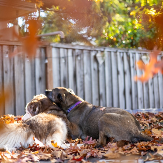 6 Dog-Friendly Backyard Ideas Without Grass
