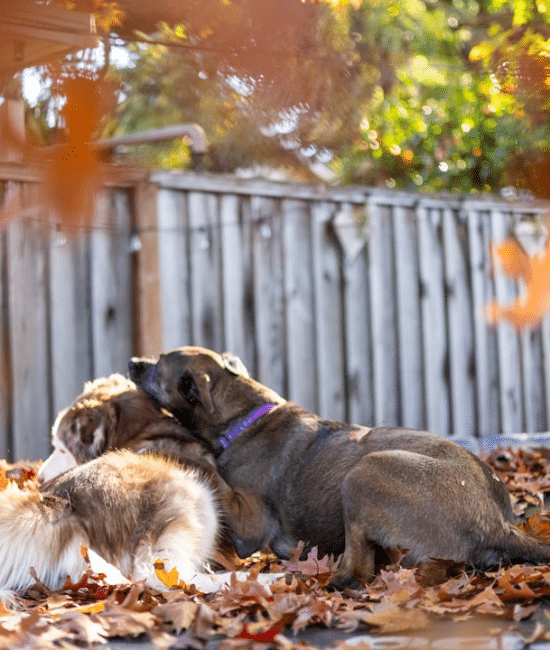 6 Dog-Friendly Backyard Ideas Without Grass