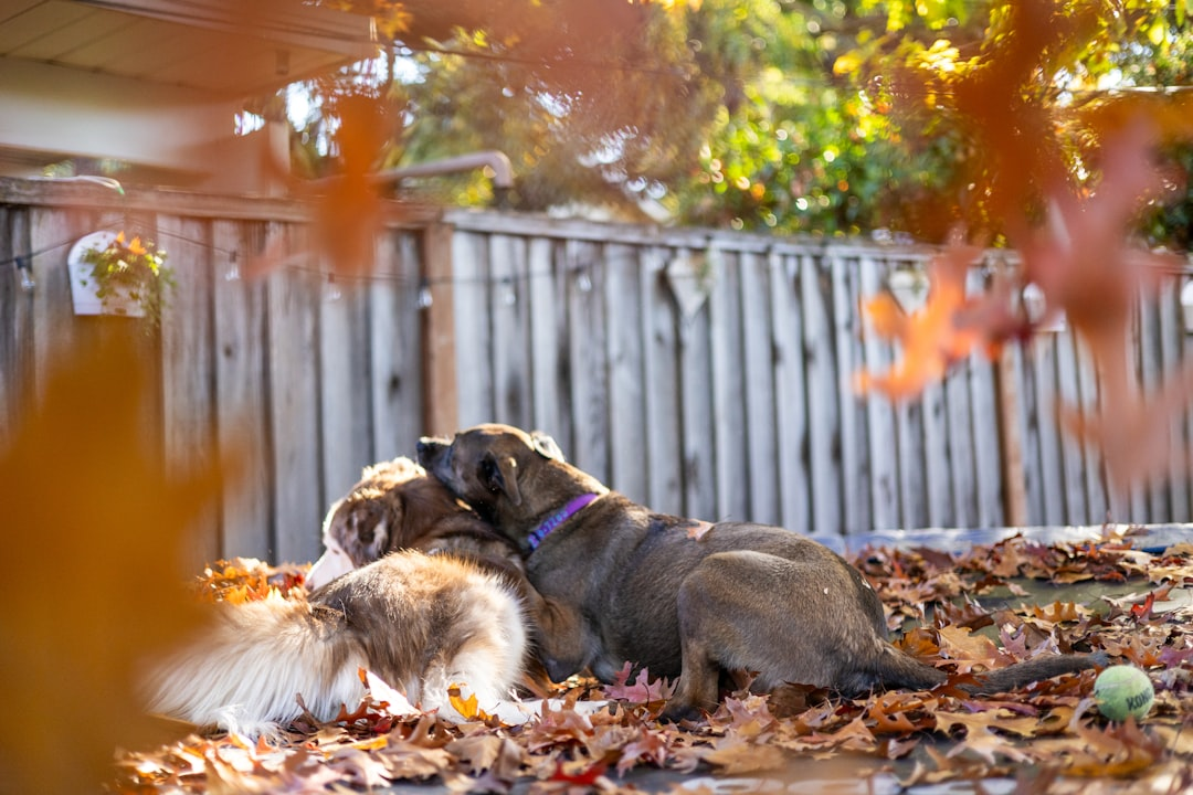 6 Dog-Friendly Backyard Ideas Without Grass