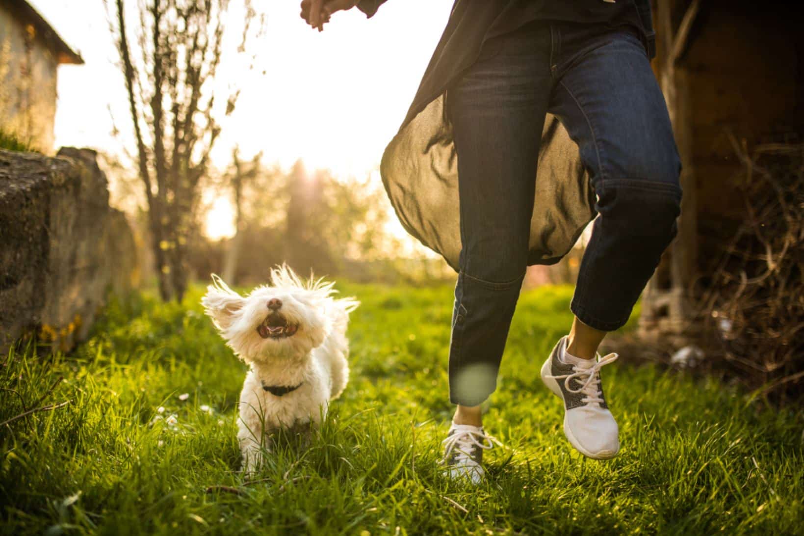 How to Create a Safe Space for Your Energetic Pup