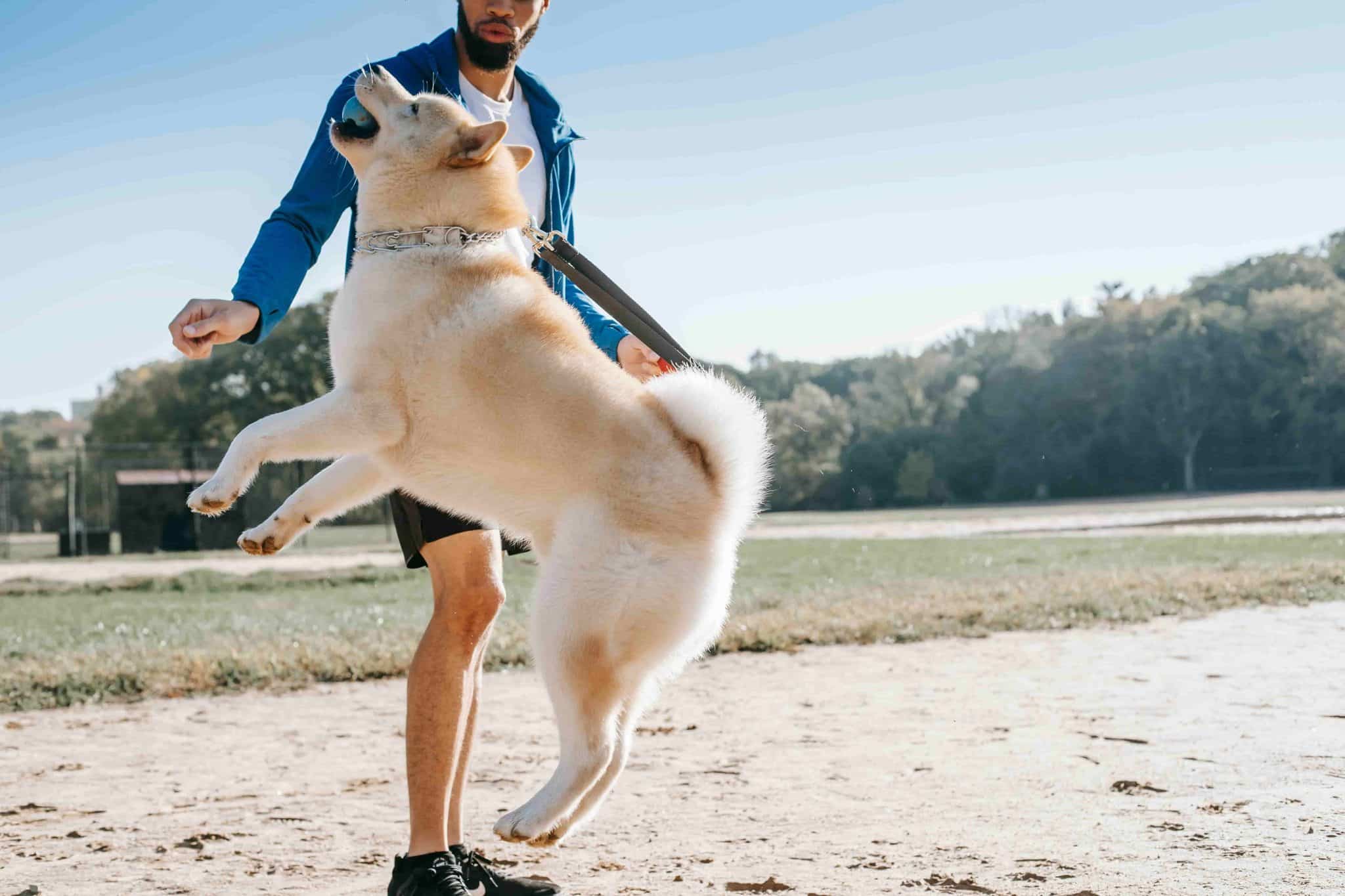 Instinct Dog Training NYC Review