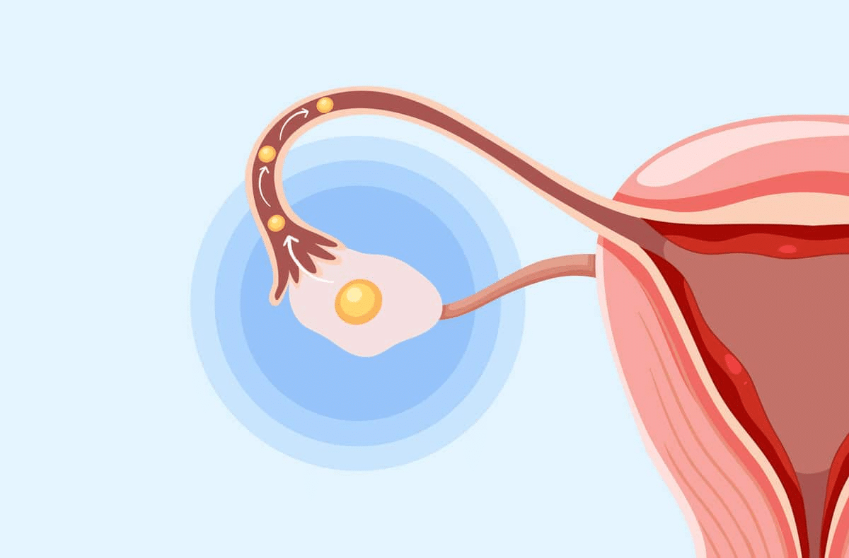 Ovulation
