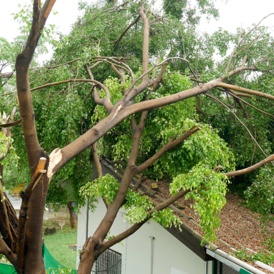 Why Emergency Tree Help is a Must: Keeping Safety First