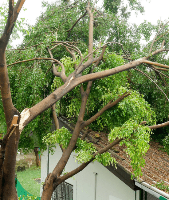 Why Emergency Tree Help is a Must: Keeping Safety First