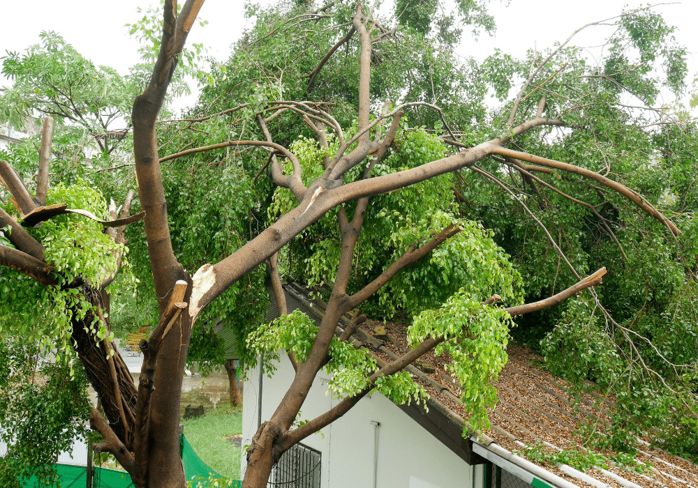 Why Emergency Tree Help is a Must: Keeping Safety First