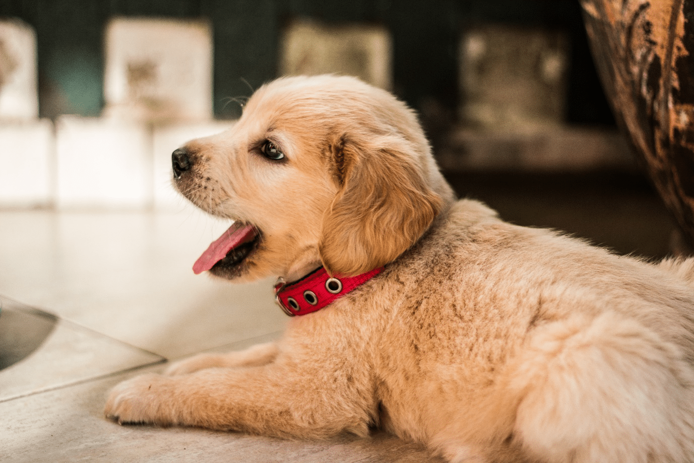 Why Energetic Dogs Need a Space to Call Their Own