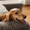 Designing with Paws in Mind: Building a Pet-Friendly Home Without Sacrificing Style