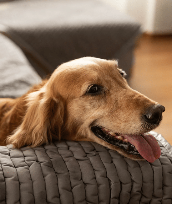 Designing with Paws in Mind: Building a Pet-Friendly Home Without Sacrificing Style