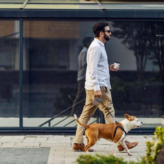 Instinct Dog Training NYC Review – All About This NYC Dog Trainer