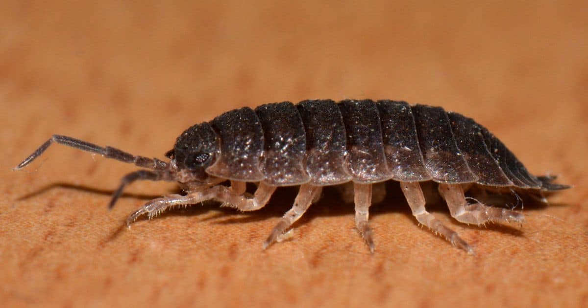 Effective Pest Control Strategies for Bars and Breweries