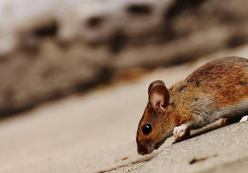 What Are Family-Safe Pest Control Strategies?