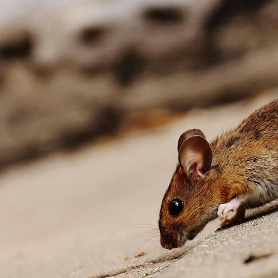 What Are Family-Safe Pest Control Strategies?