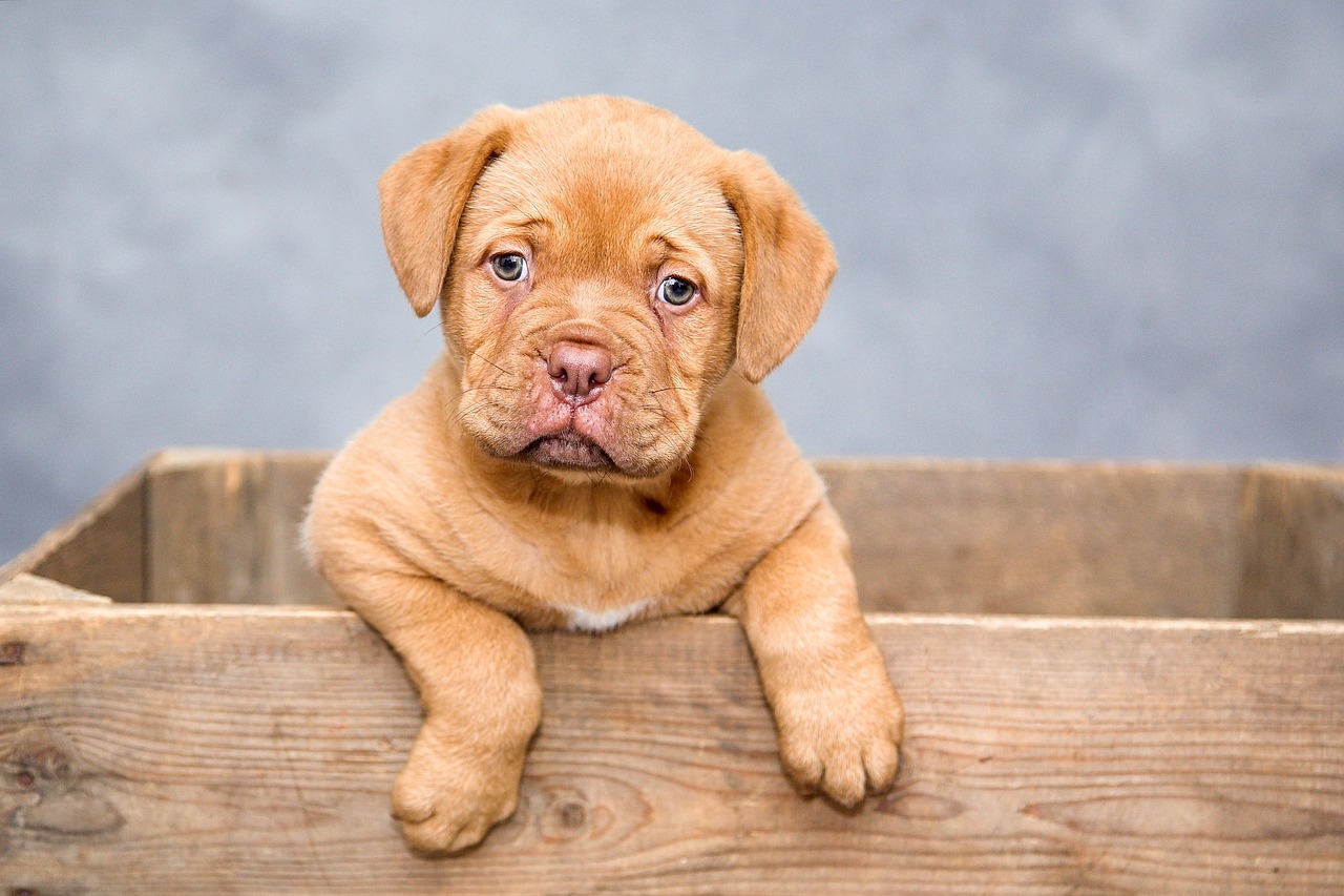 Helping Dogs Cope When the Kids Leave