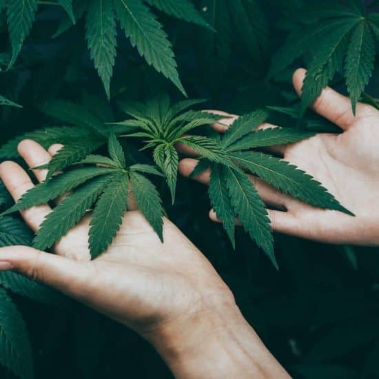 Benefits of THC Gummies in Herbal Medicine