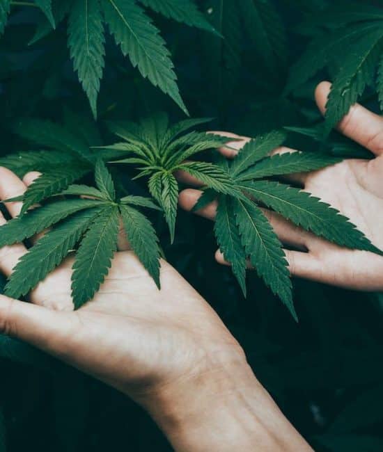 Benefits of THC Gummies in Herbal Medicine