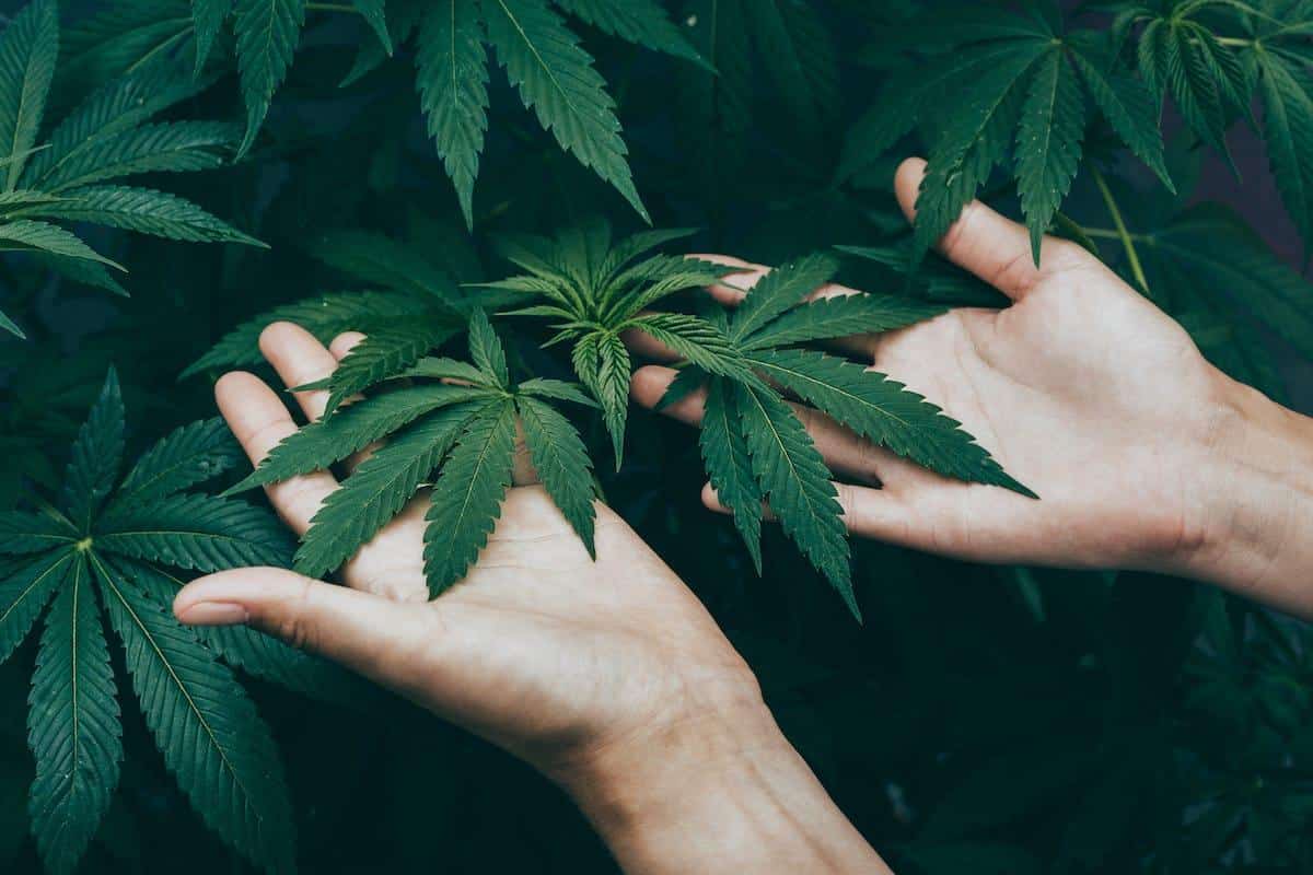 Benefits of THC Gummies in Herbal Medicine
