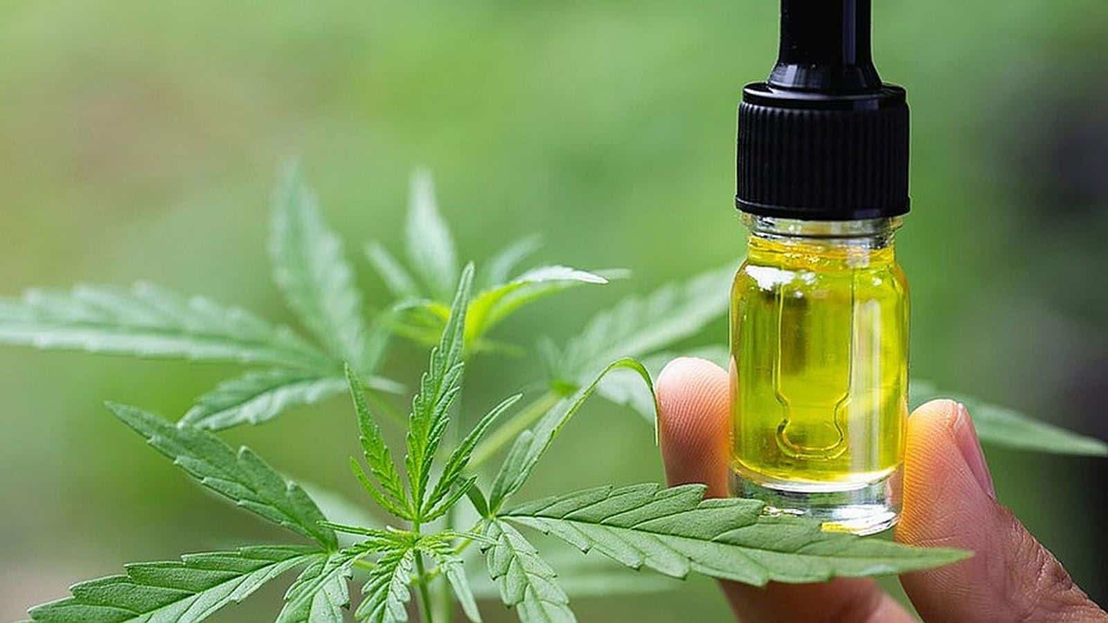 A Guide to Taking CBD Oil Dosage